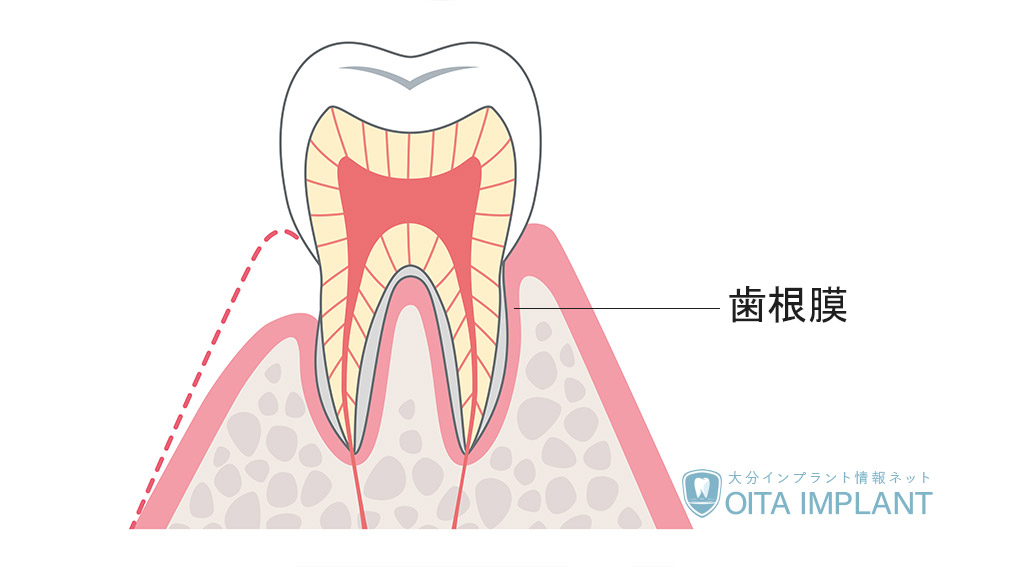 歯根膜とは
