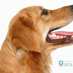 動物と人間の歯の違い
